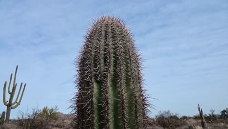 pequeño cacto saguaro en el desierto de arizona