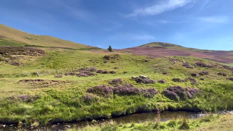 Sheep-flock-grazing-grassy-hills-in-Pentland-Hills