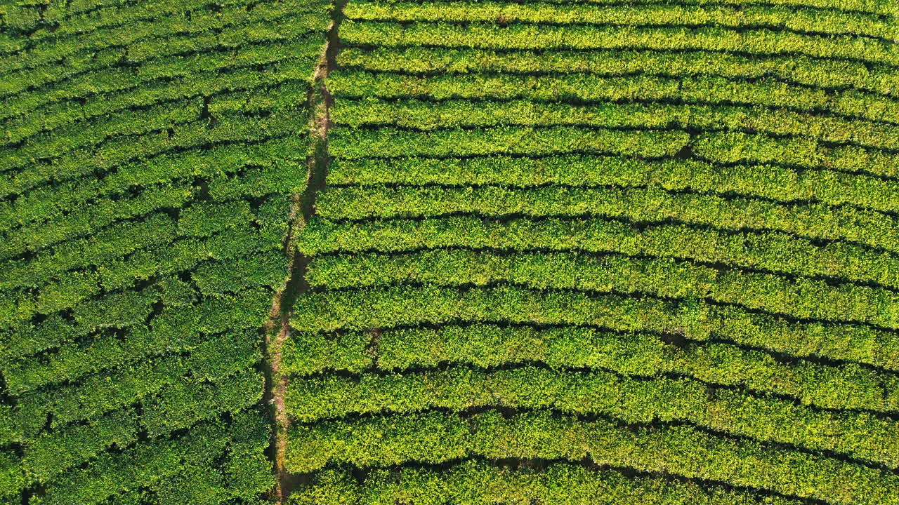 High-angle aerial shot capturing the geometric patterns and vibrant green texture of a rural tea plantation under bright morning sunlight