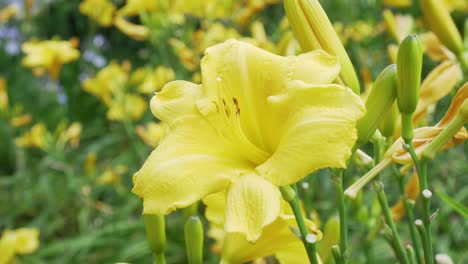 closeup of a yellow lily flower with a green stem and leaves in a beautiful garden