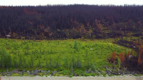 Luftaufnahme-Eines-Waldes-Mit-Teilweise-Verkohlten-Überresten-Nach-Einem-Waldbrand-In-Der-Nähe-Von-Lebel-sur-Quévillon-In-Quebec,-Kanada