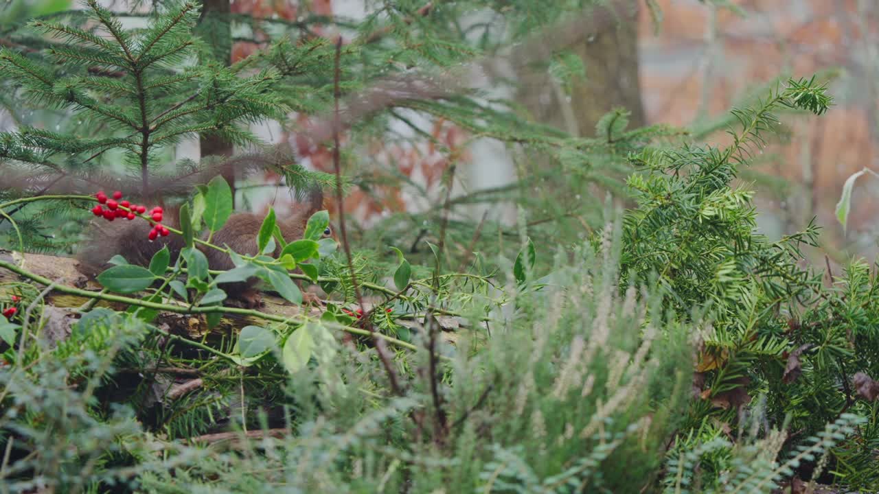 Slow motion red squirrel walking over moss and leaves, tail raised, in forest environment closeup, two animals spot each other