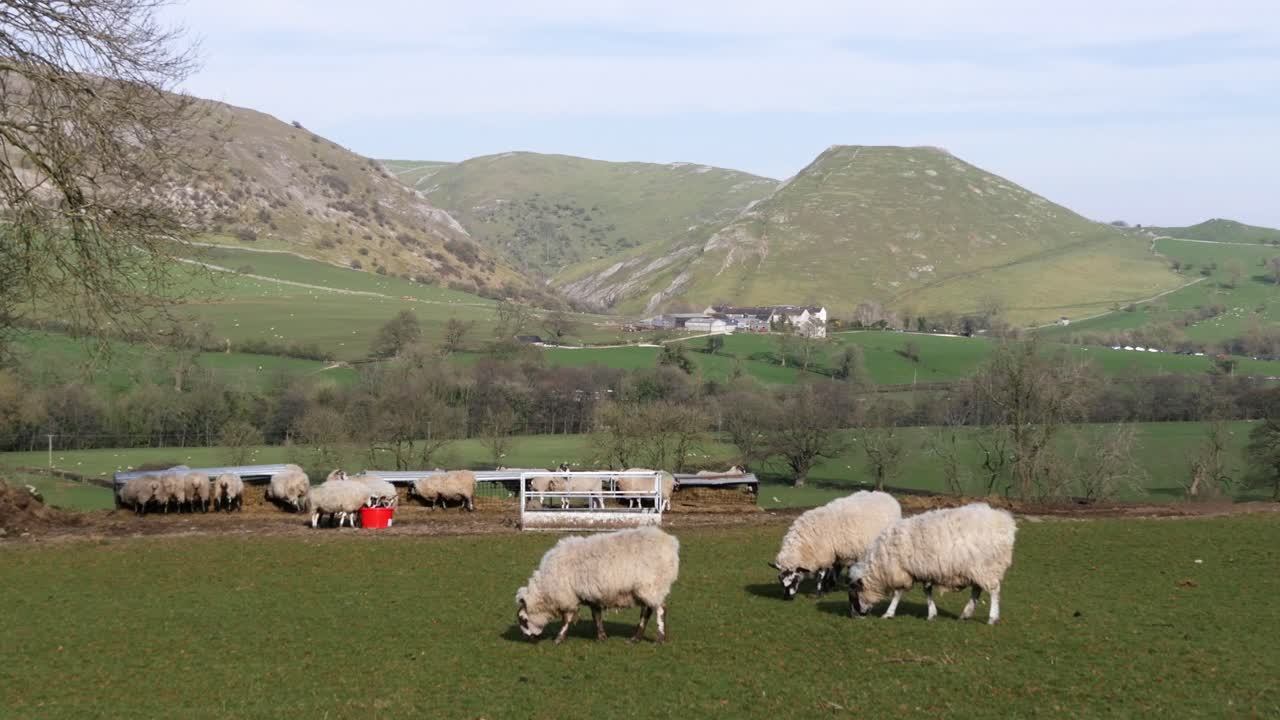 ovejas comiendo hierba con un telón de fondo de colinas más allá, darby dales, inglaterra, reino unido - cámara estática 20 segundos