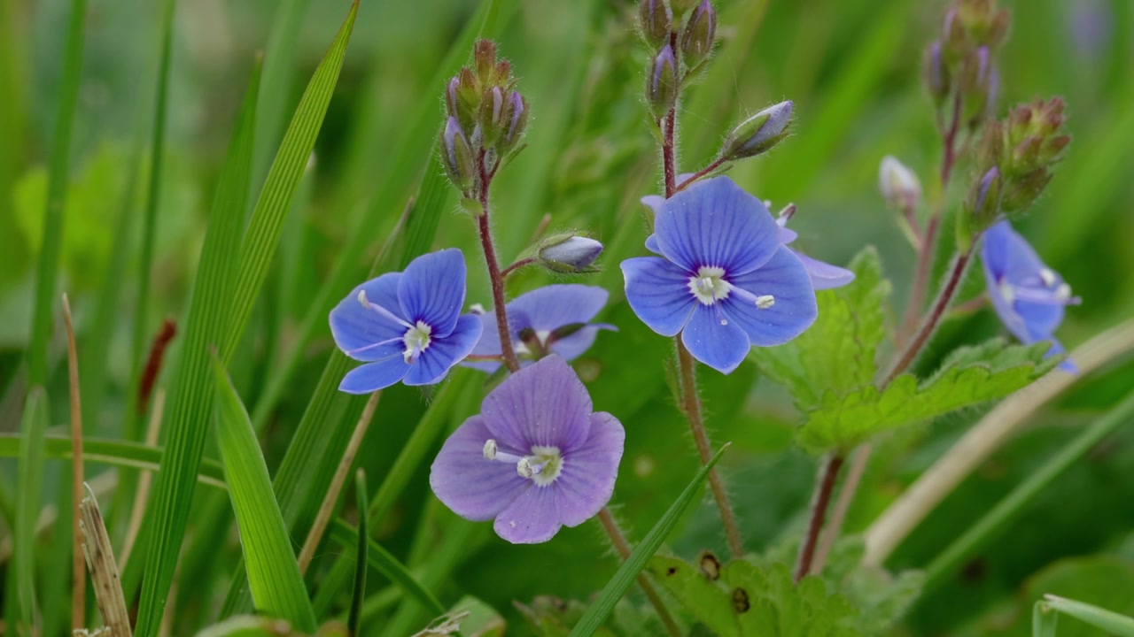 Close-up de flores azul-brilhantes de Veronica chamaedrys (Verónica-germana). Esta flor perene nativa também é conhecida como Verónica-olho-de-pássaro