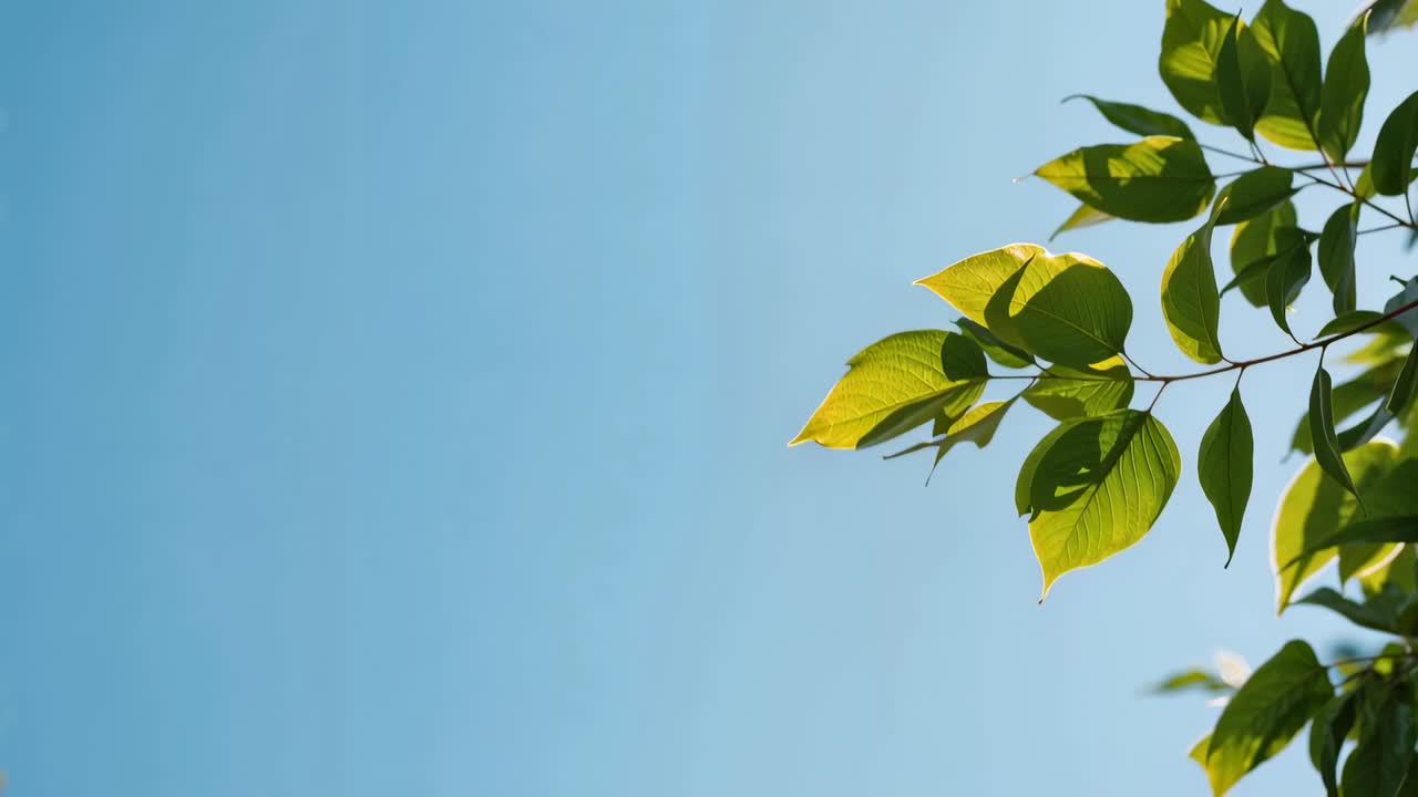 Swaying leafy branch on right, tilting green leaves in gentle breeze against blue sky, copy space