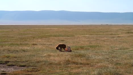 Foto-Panorámica-De-Una-Hiena-Solitaria-Comiendo-De-Un-Cadáver-De-Búfalo-En-Tanzania,-áfrica