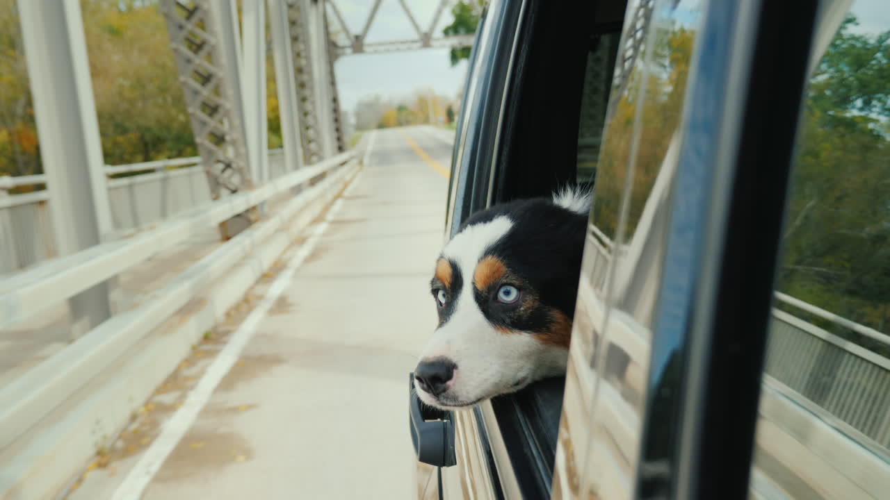 달리는 차에서 밖을 내다보는 개