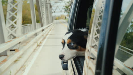 dog looking out of moving car