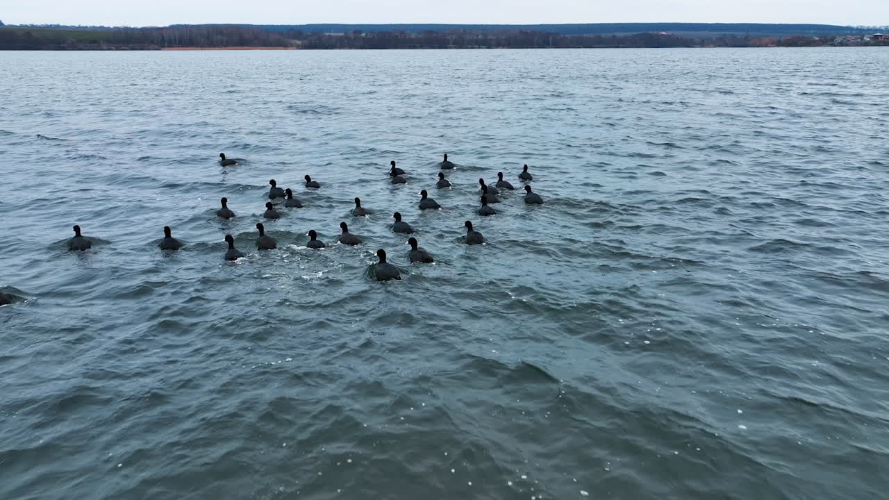 Dabbling ducks gathering together on the water surface. Drone footage of wild birds trying to escape from camera. Dark water background.