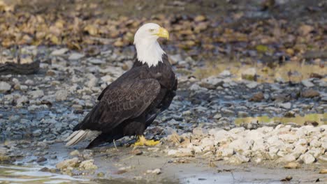 Iconic-bald-eagle-sitting-on-river-bank-looking-around