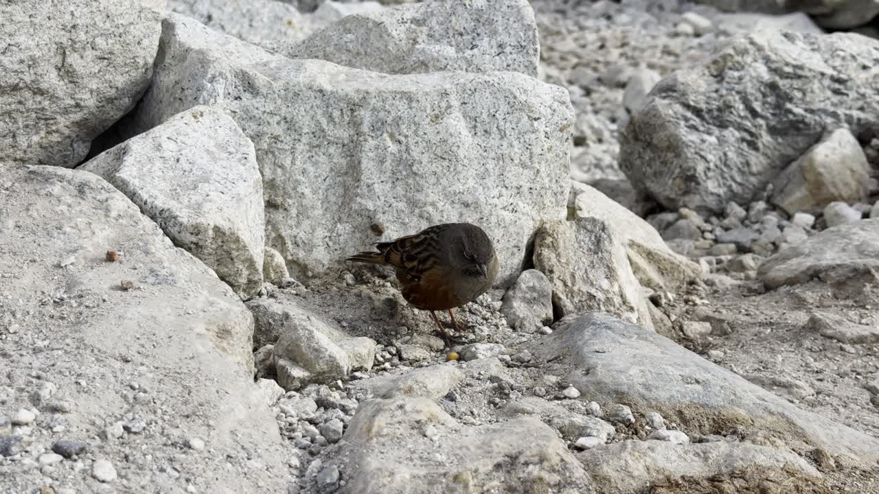 Close-up of a Himalayan bird perched along the EBC trekking trail, highlighting the region’s diverse high-altitude wildlife.