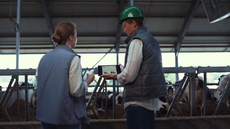 Animal-farmers-using-tablet-computer-at-feedlots.-Livestock-workers-inspect-cows