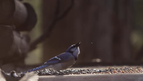 greedy bluejay trying to take too many seeds takes flight epic slomo