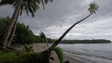 Eine-Palme-Wiegt-Sich-An-Einem-Bewölkten-Tag-Leicht-Im-Wind-über-Einem-Sandstrand-In-Samoa
