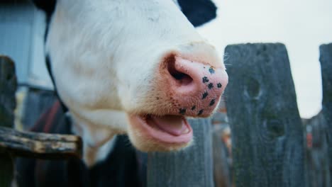 close-up of a cow's nose