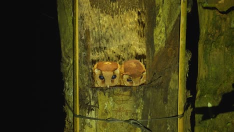 el búho oriental o phodilus badius es conocido como pájaro nocturno.