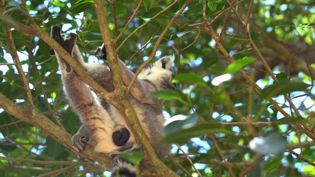 incline hacia arriba la toma de primer plano que captura el testículo agrandado, parte del cuerpo de los genitales externos de un lémur macho dominante de cola anillada, lemur catta colgando del árbol durante la temporada de reproducción durante el día