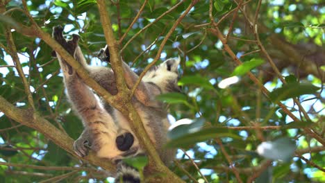 tilt up close up shot capturing the enlarge testicle, external genitalia body part of a dominant male ring-tailed lemur, lemur catta hanging on the tree during breeding season at daytime