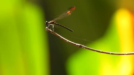 Dragonfly-UHD-MP4-4k-....