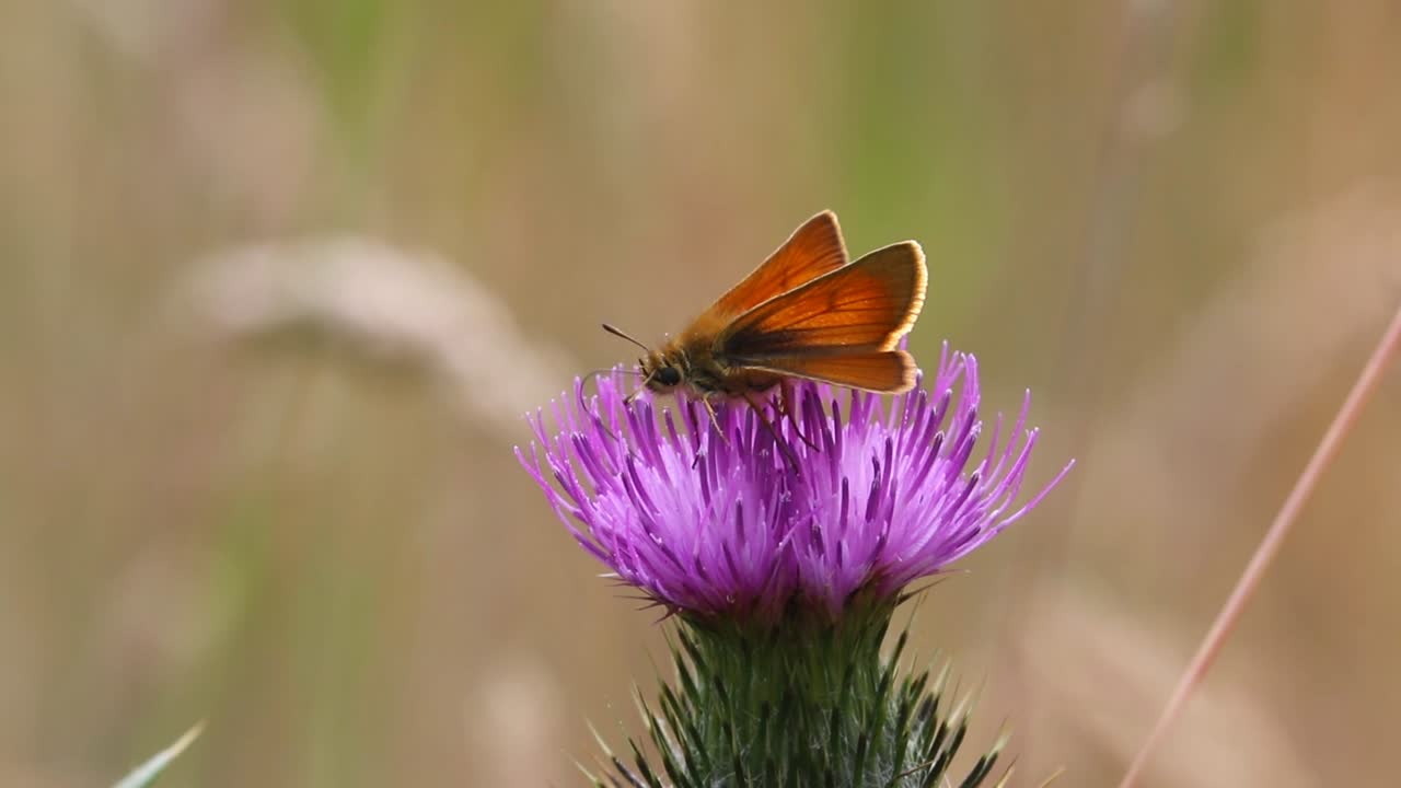 pequeña mariposa patrón, thymelicus sylvestris, alimentándose de flor de cardo a principios del verano
