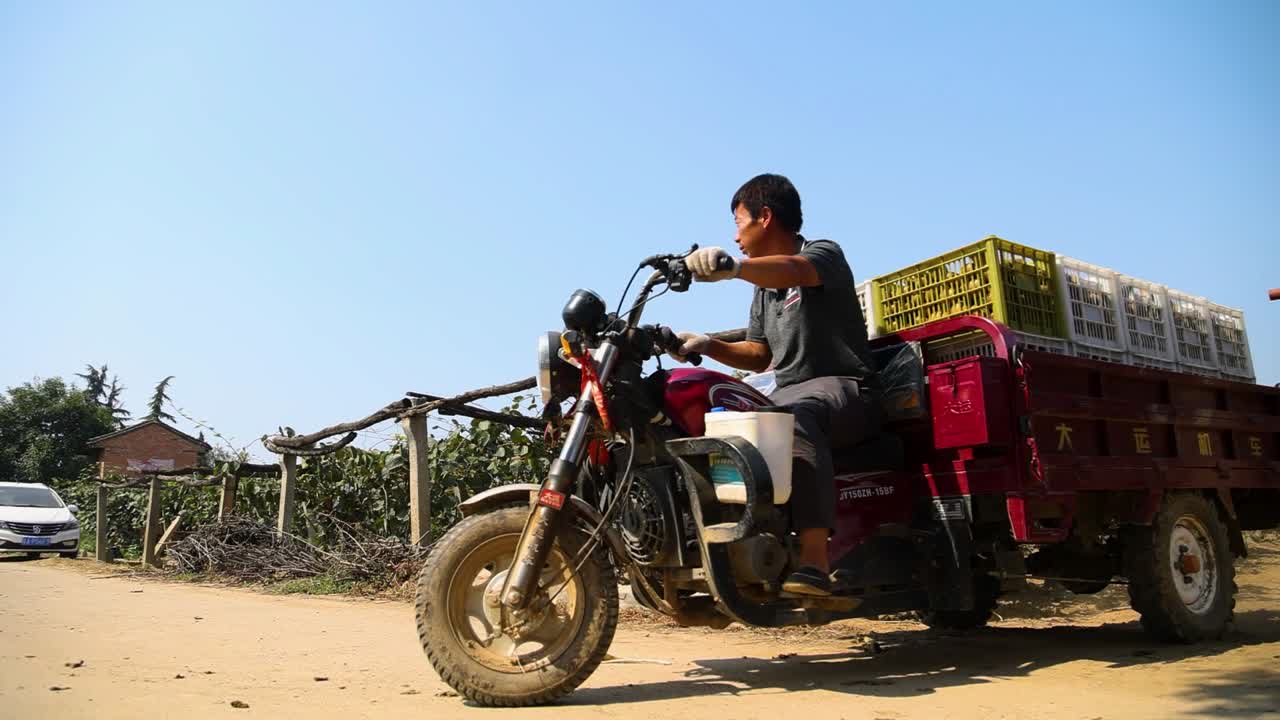 Farmers transporting freshly harvested kiwi fruits inside the farm in Shaanxi Province, China, showcasing traditional methods of handling and moving produce during the harvest season.