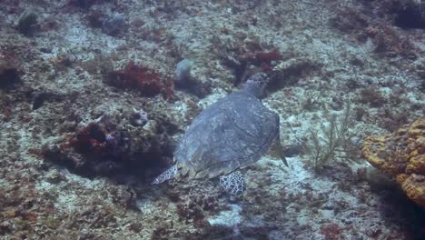 Cozumel-Schildkröte-01