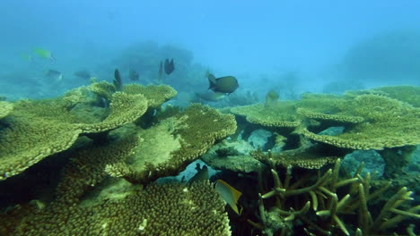 Una-Variedad-De-Peces-Nadando-A-Lo-Largo-De-Un-Arrecife-De-Coral