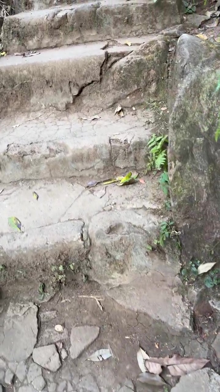 Walking Up Old Weathered Stone Stairs in a Forest