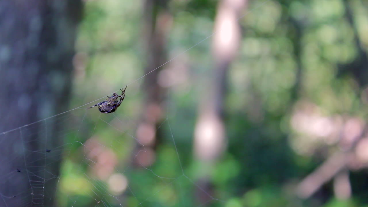 Spider in the forest in its spider web. Wildlife in the jungle. Insect animal fauna in the woods. Soft change of focus. Dangerous trap.