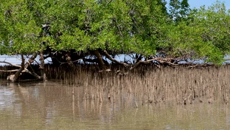 intertidal mangrove ecosystem lining the coastal shoreline with brown muddy coloured water at low tide on tropical island in the tropics of timor leste, southeast asia