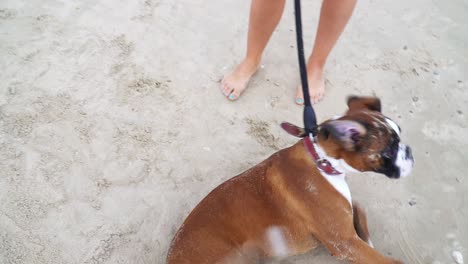 playful boxer dog moving and turning around in sand joyfully