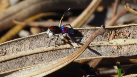 Oblivious-male-peacock-spider-displays-while-female-hides-underneath-him