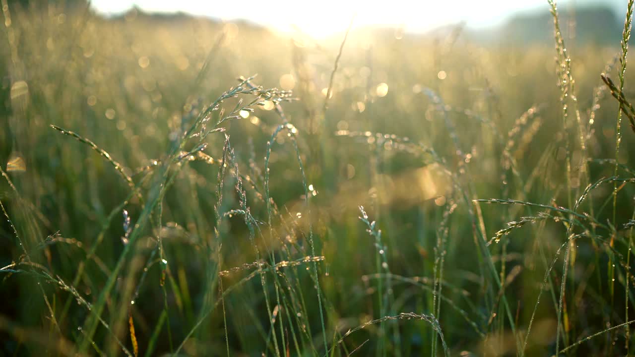 녹색 잔디에 반이는 아침 이슬의 4k 정적 영상