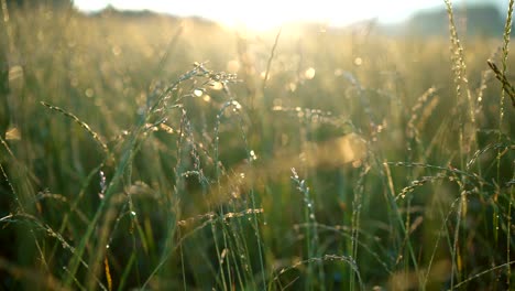 4k static footage of morning dew glistening on green grass