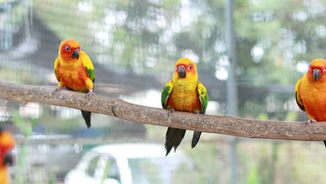 colorful birds interacting on a tree branch