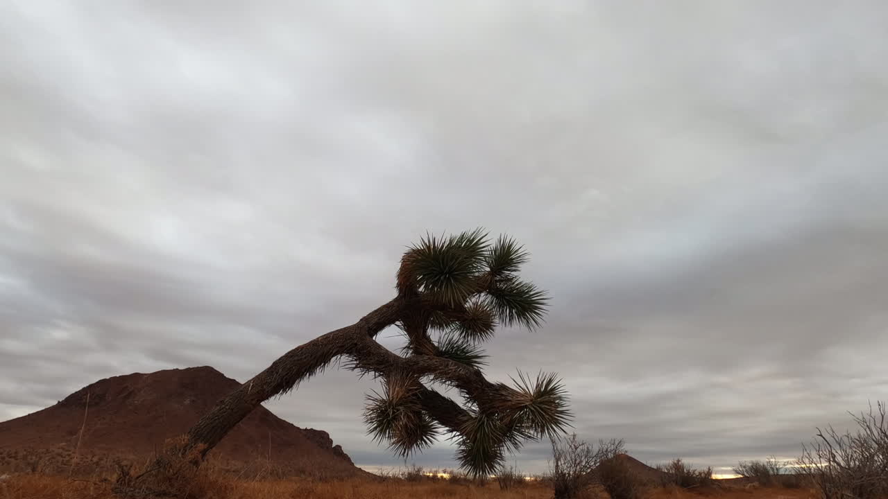 temprano en la mañana a un lapso de tiempo de todo el día con un colorido atardecer y amanecer y nubes que se mueven rápidamente con un árbol de joshua en primer plano