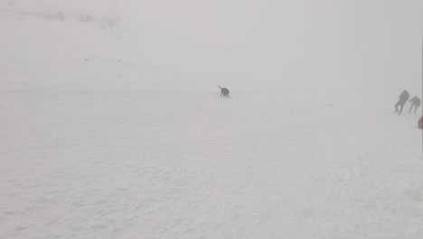 Perro-Corriendo-Por-Una-Bola-De-Nieve-Y-Jugando-En-La-Nieve
