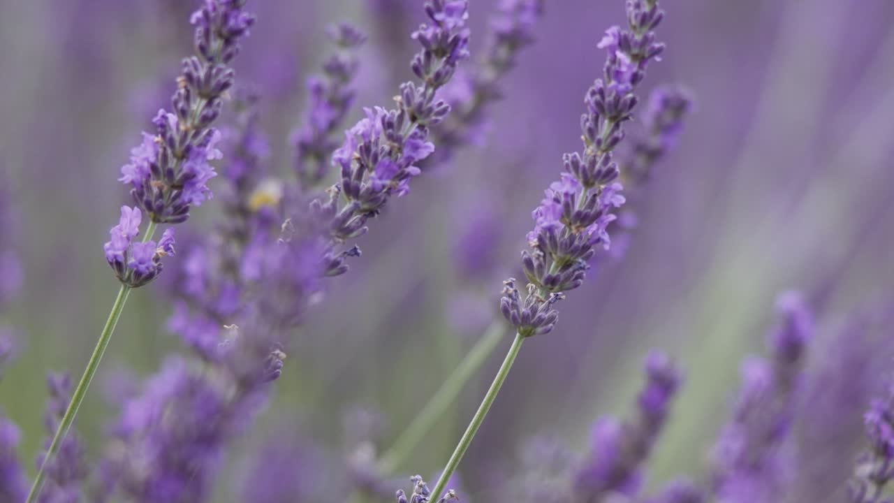 arbusto de lavanda en el viento en el jardín