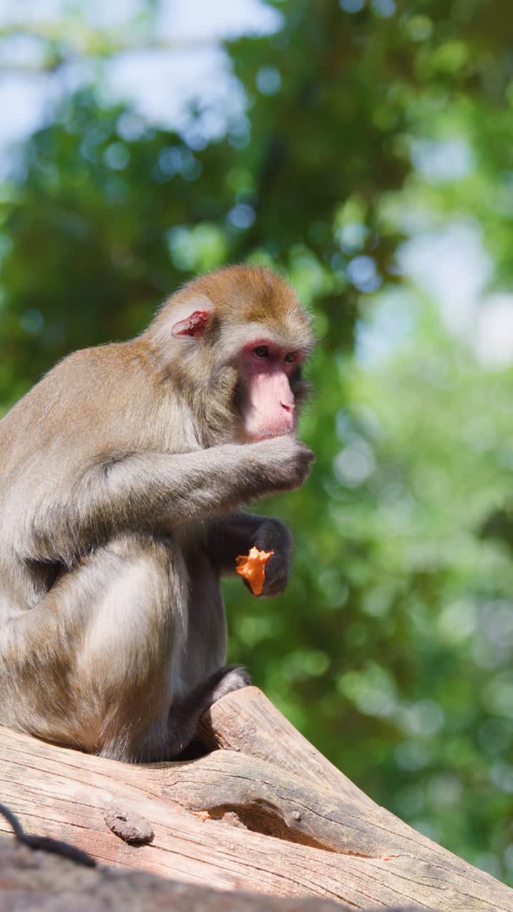 Rhesus macaque sits on log, eating fruit in daylight, surrounded by blurred green forest background