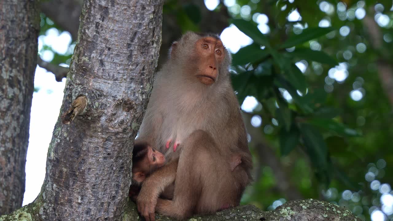 Mother monkey and baby in a tree