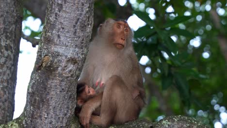 mother monkey and baby in a tree