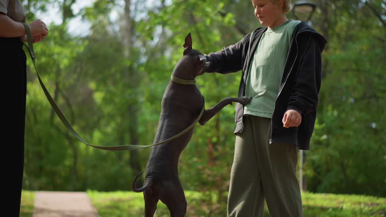 Lively Dog Shares Summer Joy, Young Boy And Lively Dog Happily Experience Summer Festivities Outside, Smiling Child Interacts Joyfully With Spirited Dog During Sunny Summer Day Outdoor Activities