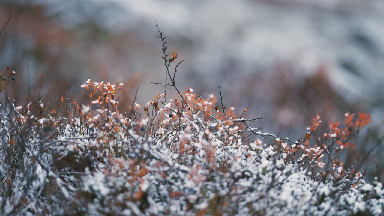 가벼운 첫 눈이 툰드라의 덤불과 시든 풀을 덮고 있습니다.