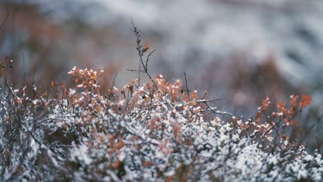 the light first snow covers the bushes and withered grass in the tundra