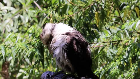 kookaburra preening feathers in a lush green setting