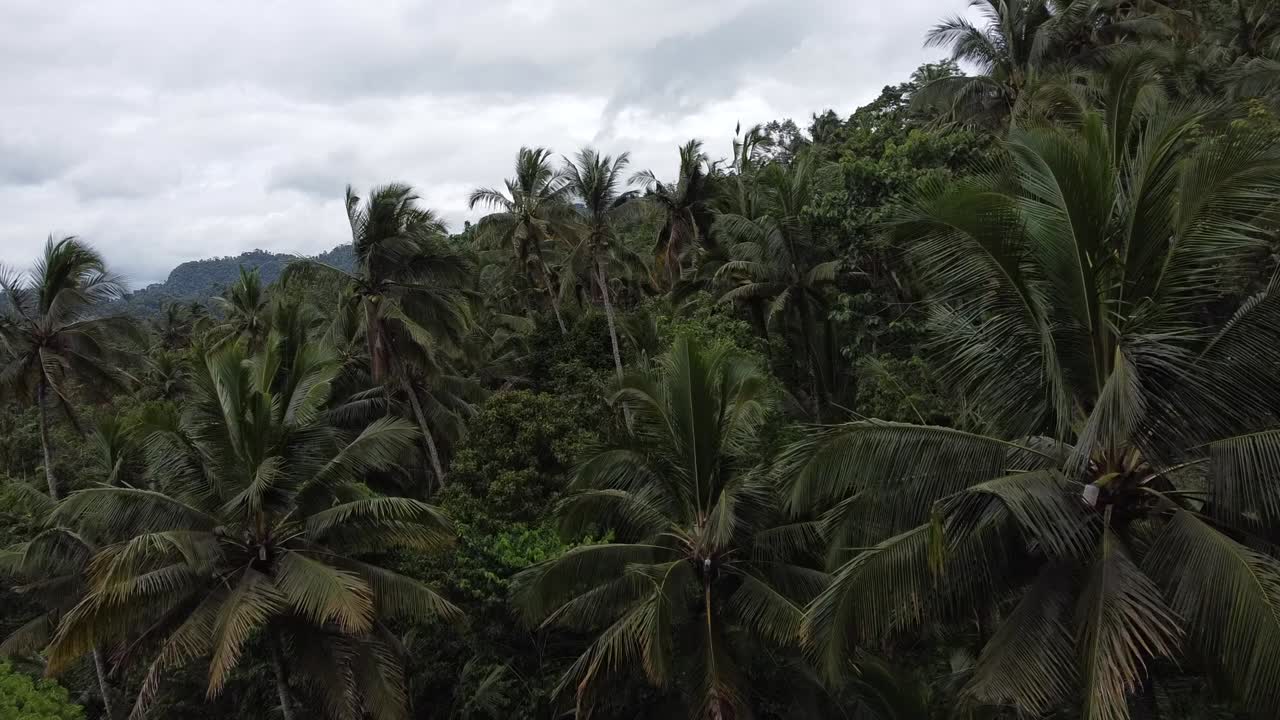 vuelo aéreo lento entre palmeras tropicales en pendiente durante el día nublado en bali, indonesia