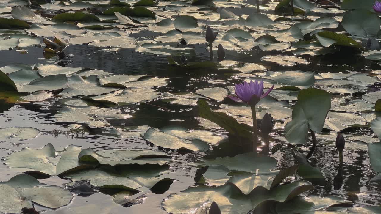 Lotus flowers blooming in the pond
