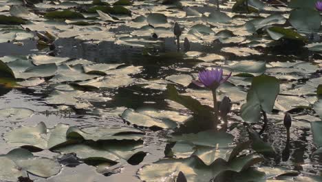 lotus flowers blooming in the pond
