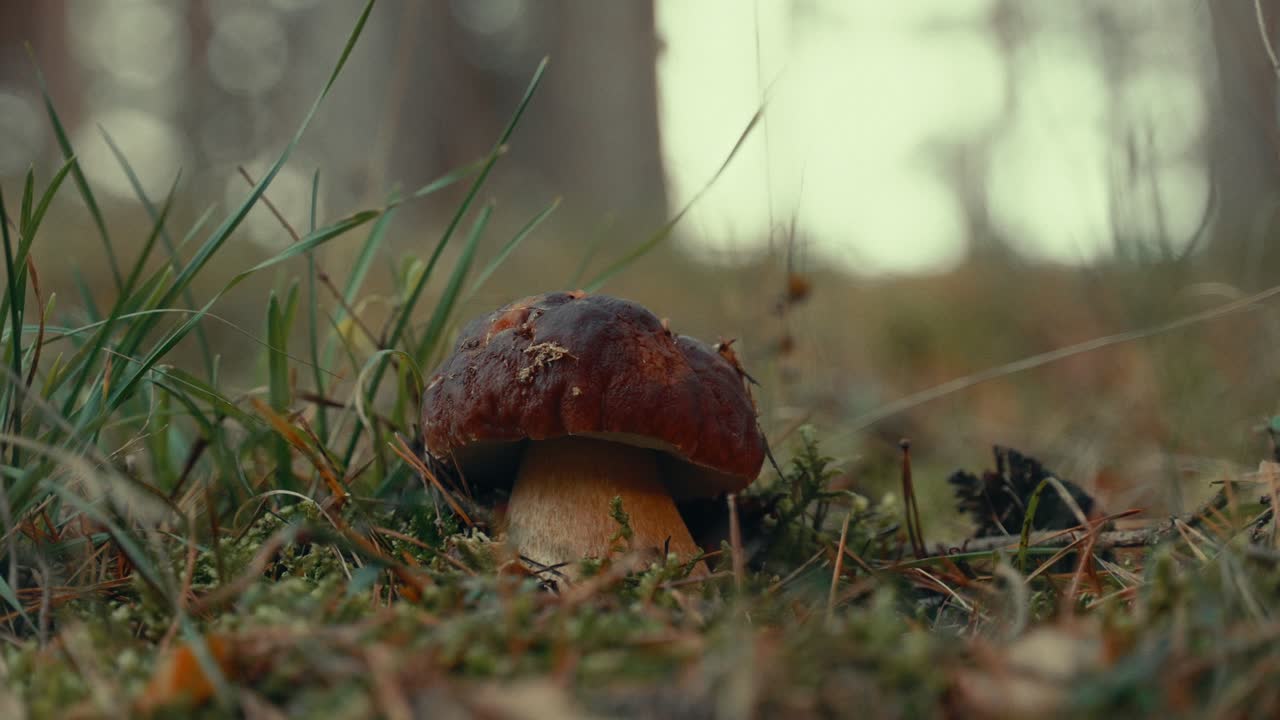 Wild Boletus Mushroom Growing on Forest Floor