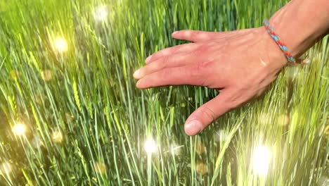 farmer touching wheat by hand